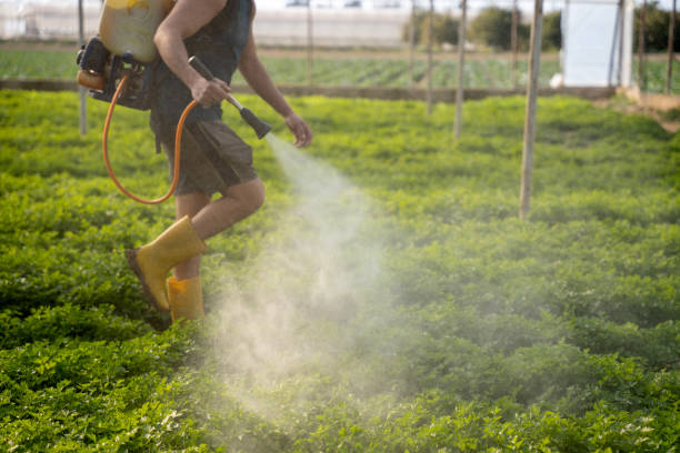 Insect Control in Edgerton, KS